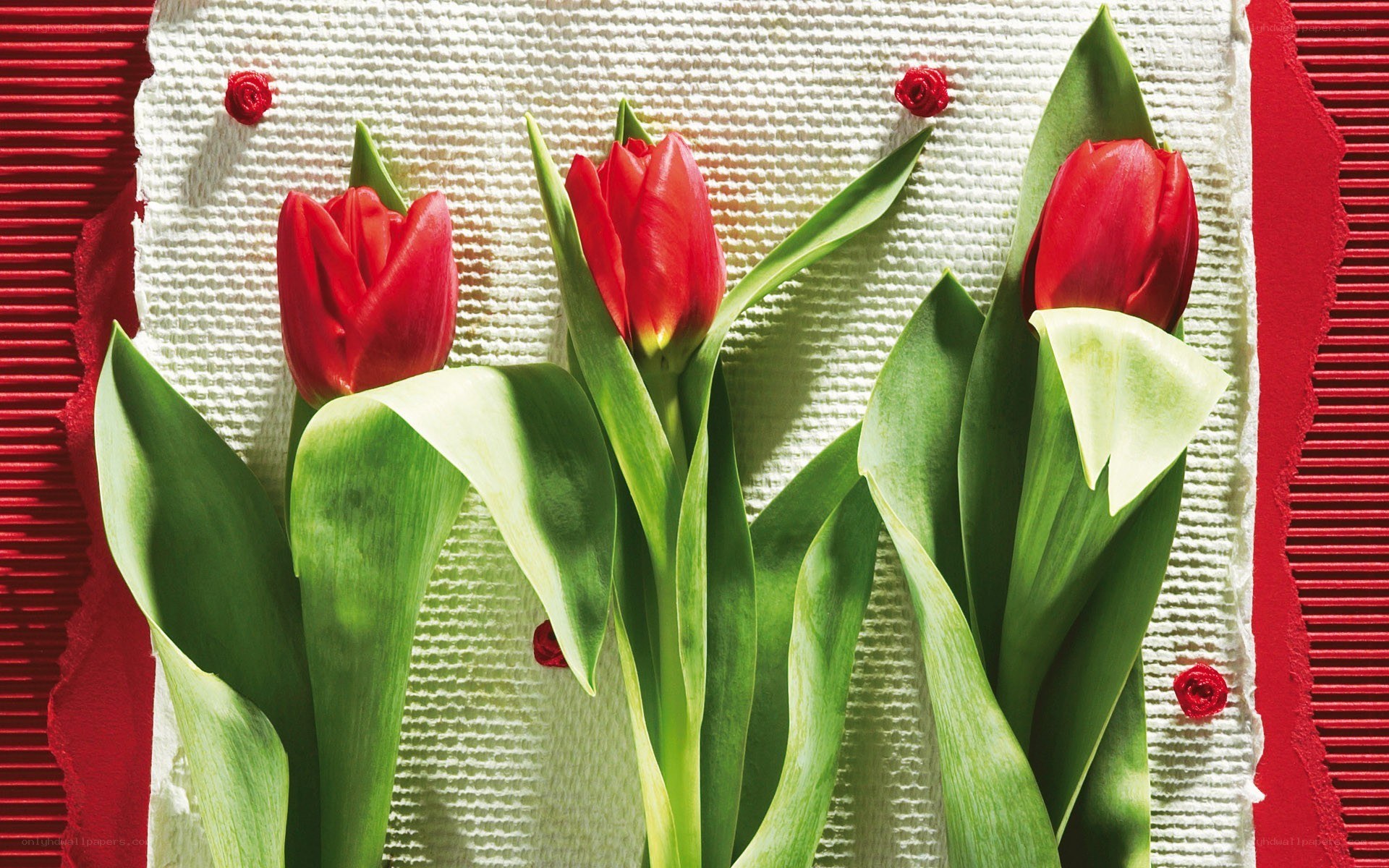Red tulips on white fabric