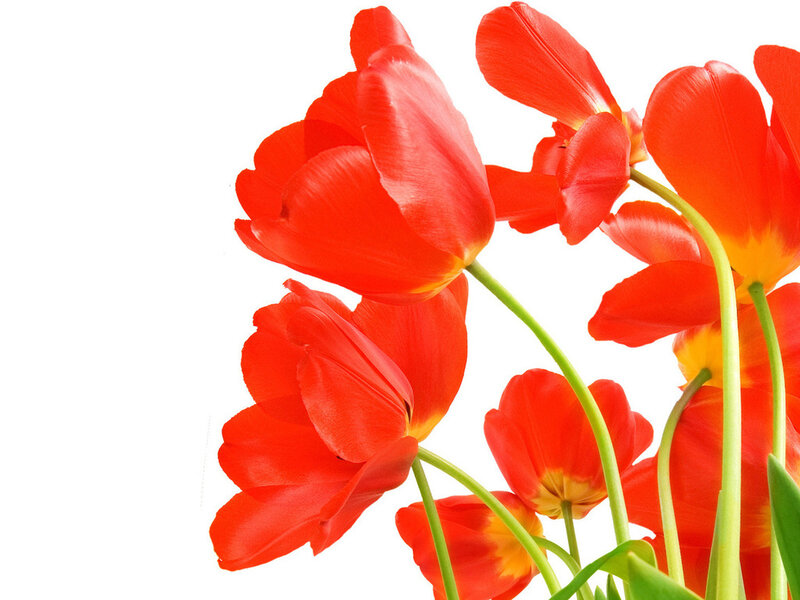 Red Tulips on White