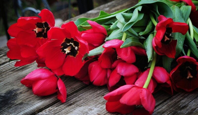 Red Tulips on Wood — Calm, Photograph