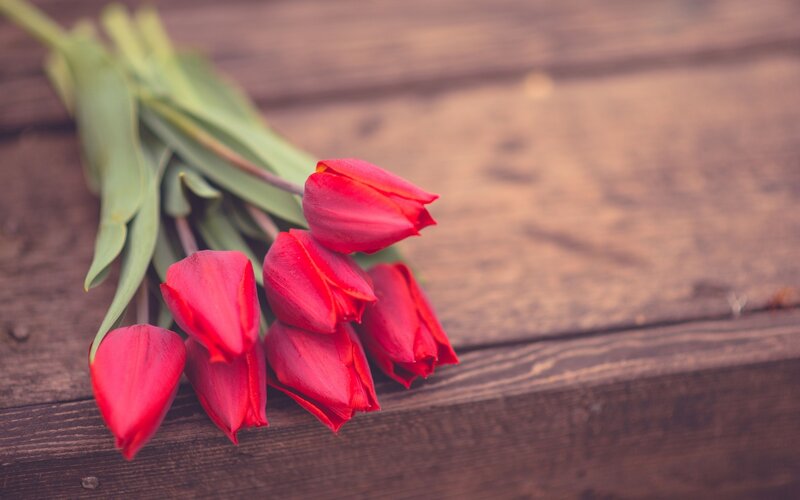 Red Tulips on Wood — Calm