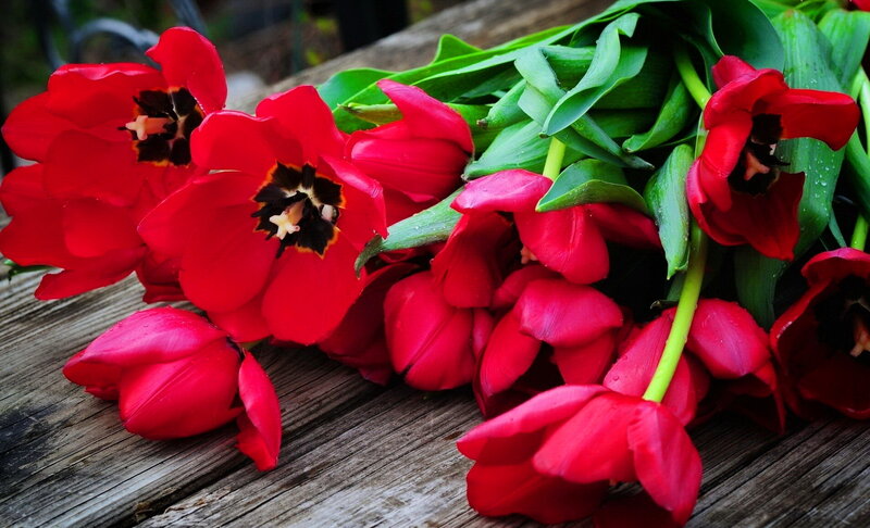 Red Tulips on Wood