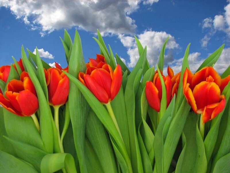 Red tulips under blue sky