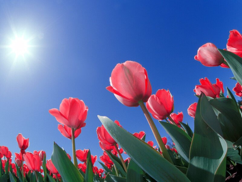 Red tulips under blue sky
