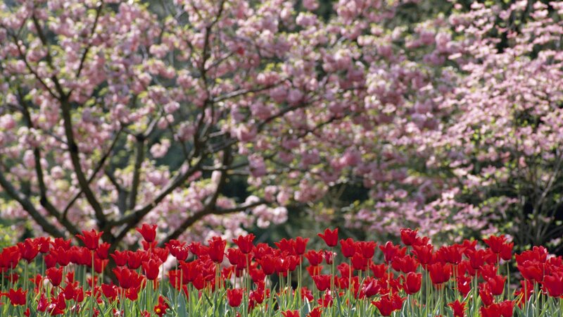 Red tulips under cherry blossoms