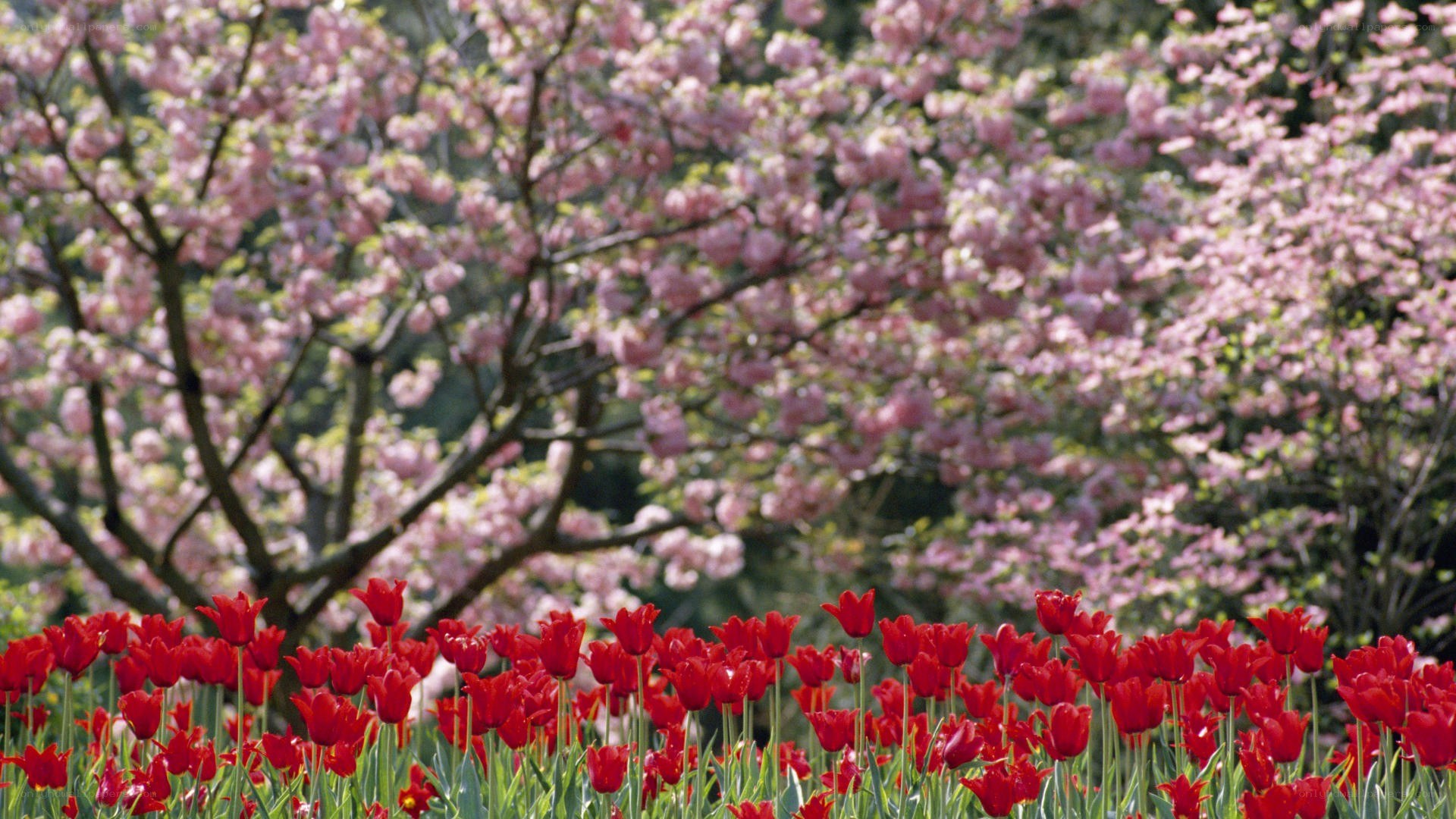 Red tulips under cherry blossoms