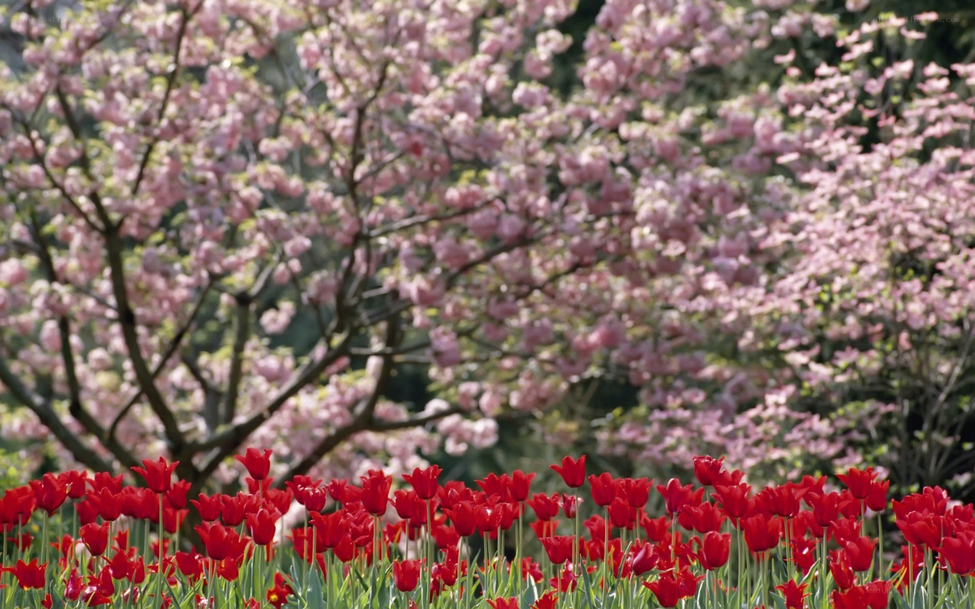 Red tulips under pink blossoms
