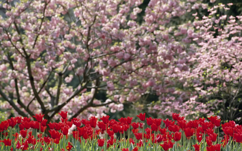 Red tulips under pink blossoms