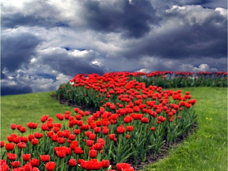 Red tulips under stormy sky