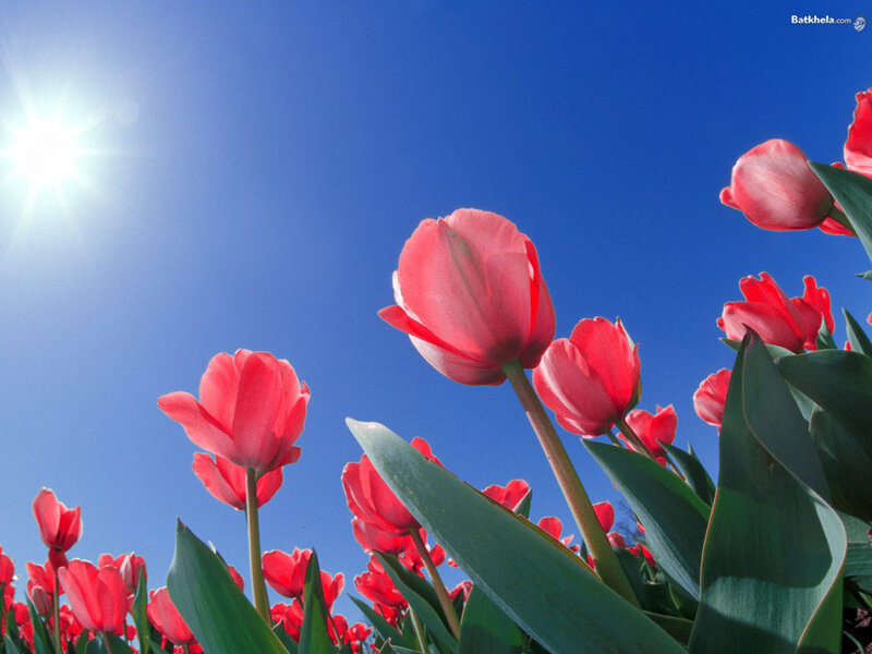 Red tulips under sunny sky