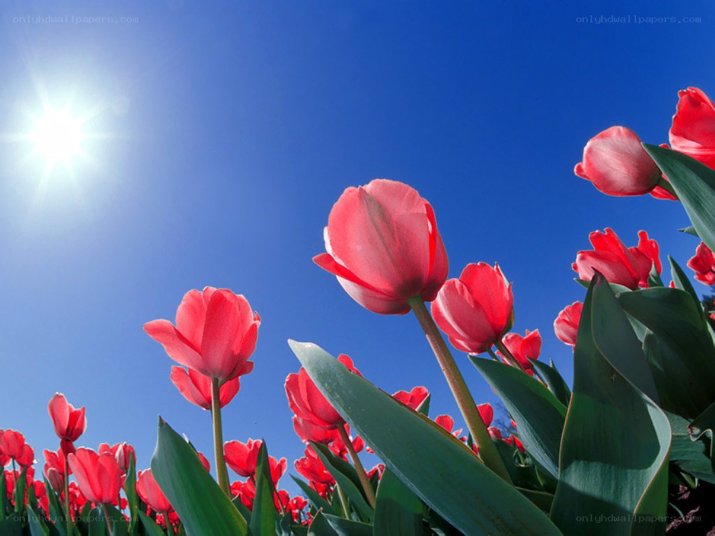 Red tulips under sunny sky