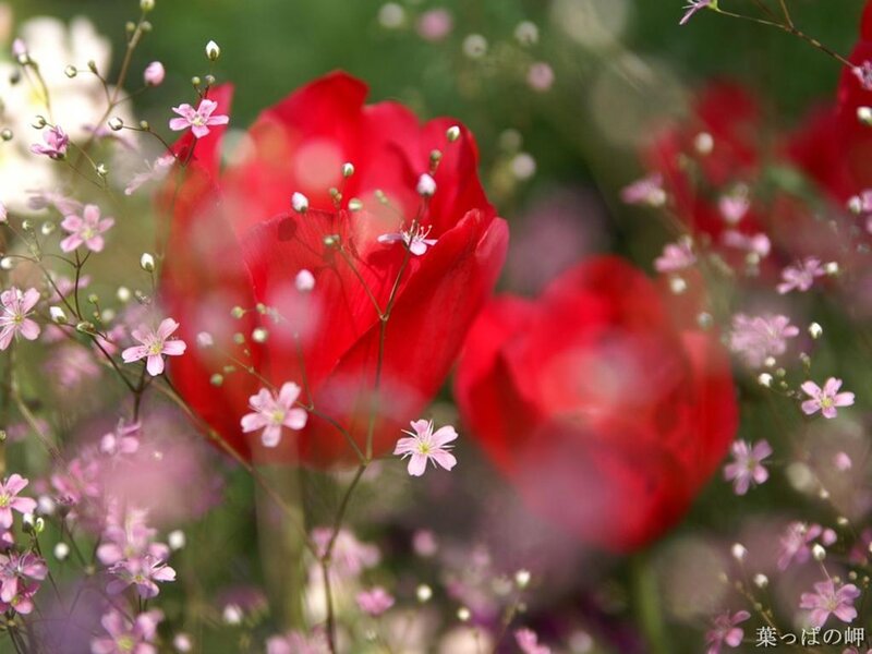 Red tulips with baby's breath