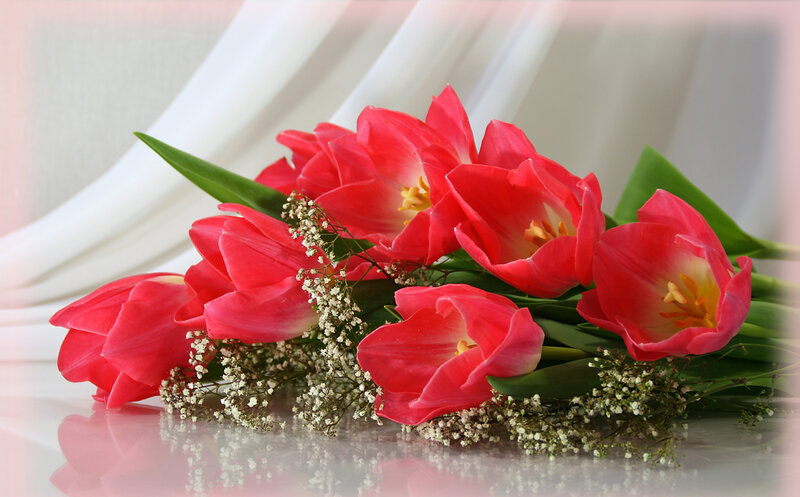Red Tulips with Baby's Breath — Calm