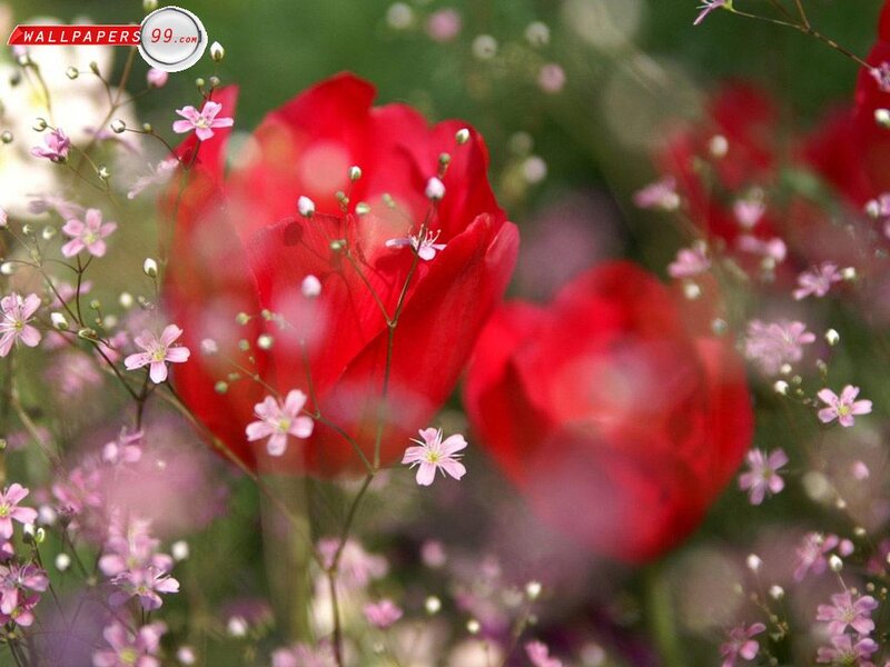 Red Tulips with Baby's Breath — Serene