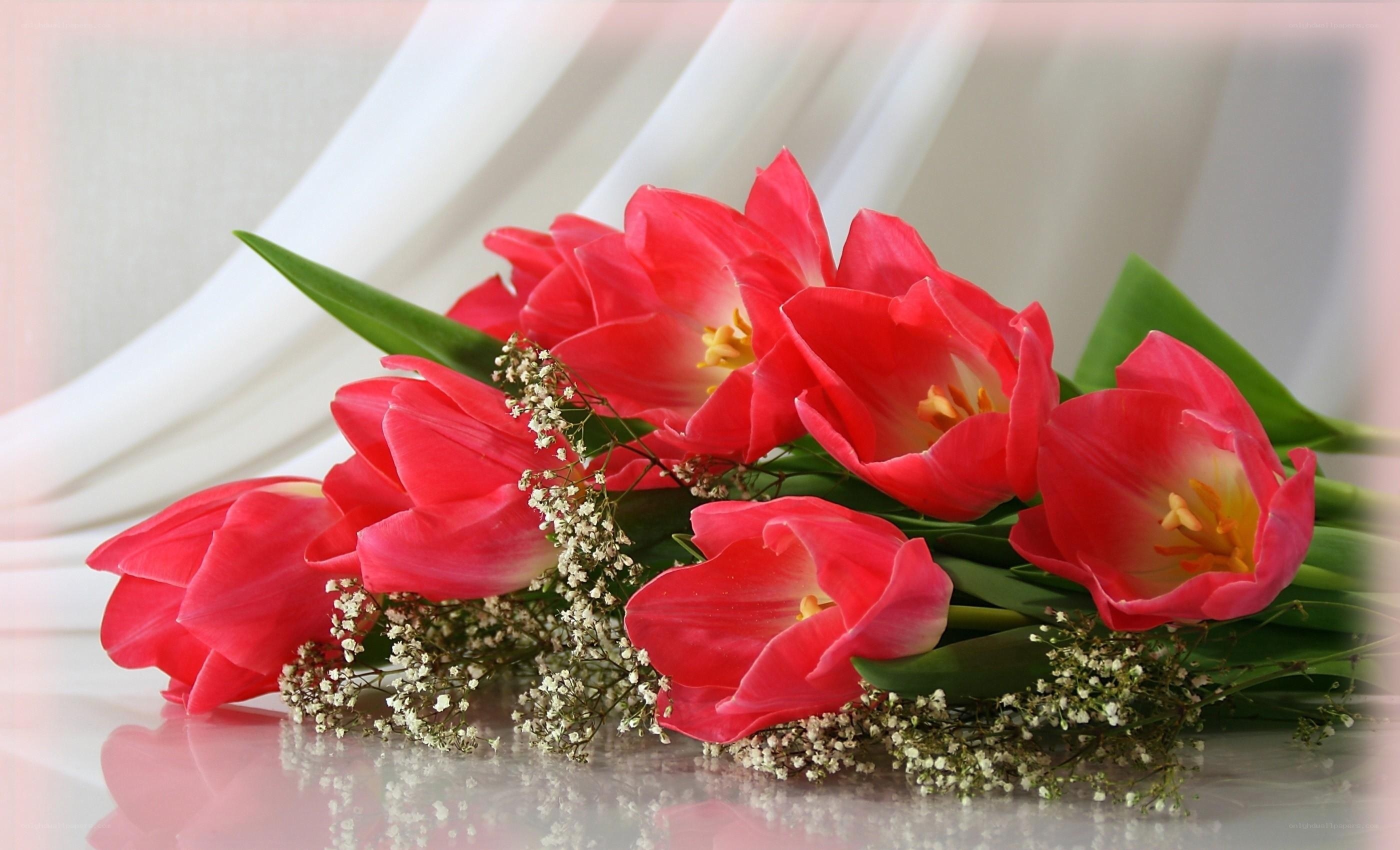 Red tulips with baby's breath