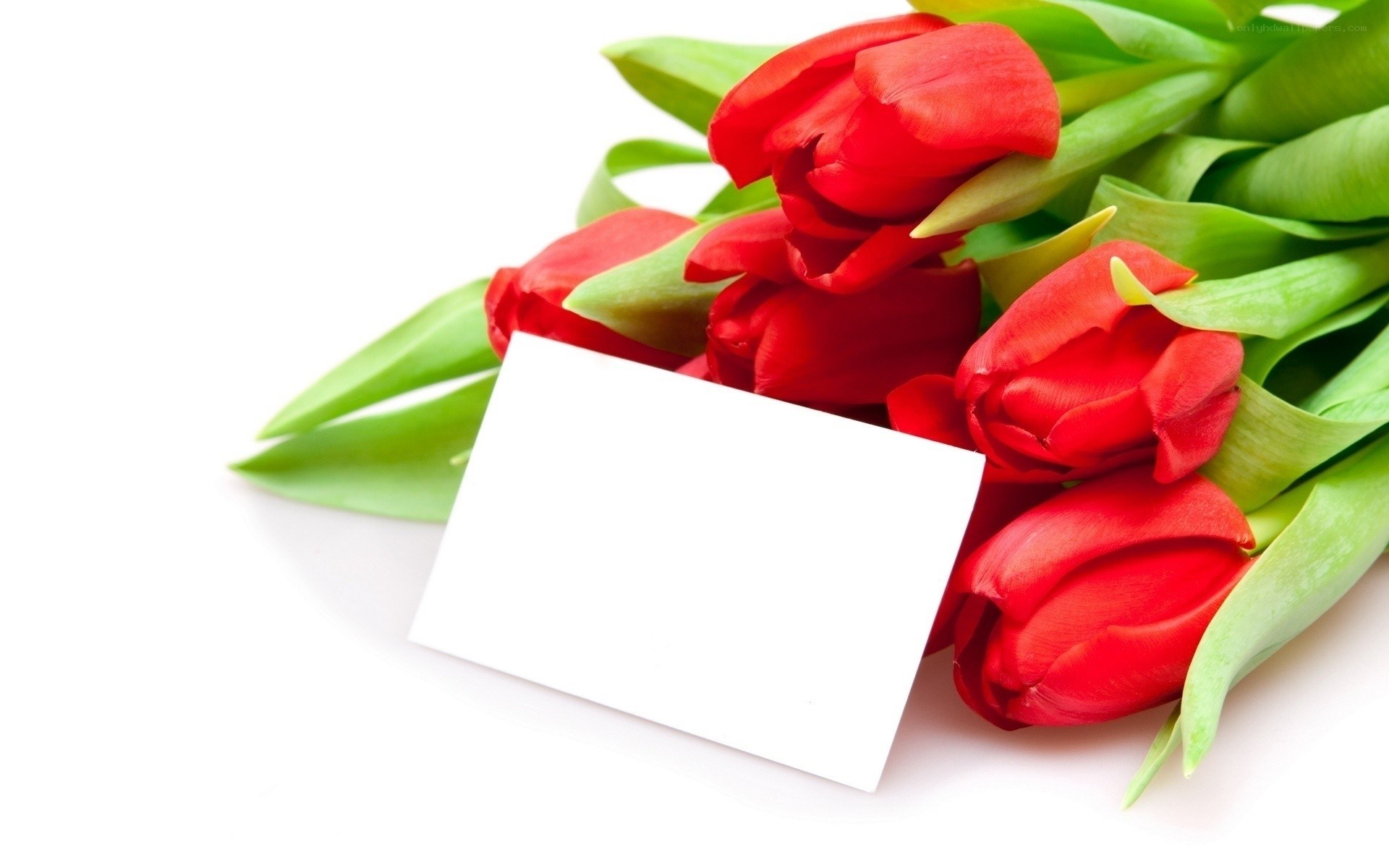 Red tulips with blank card