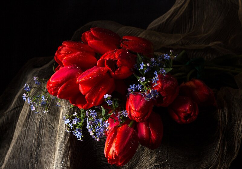 Red Tulips with Blue Flowers — Dramatic, Photograph