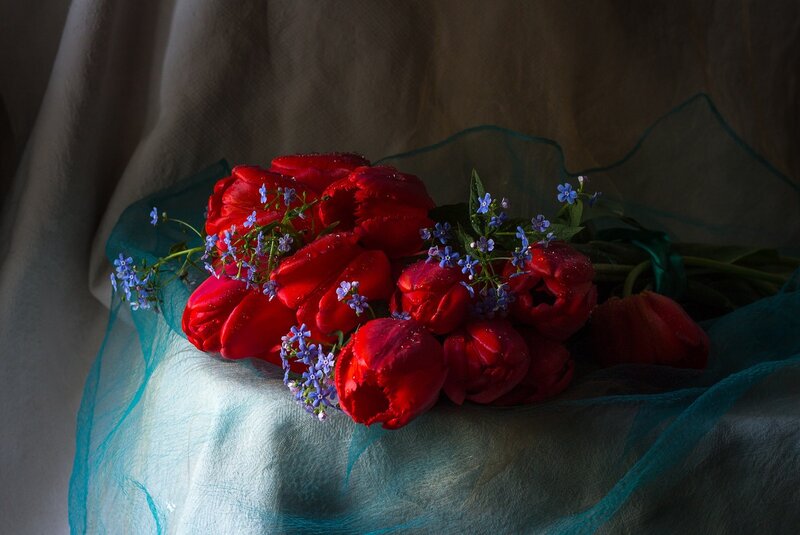 Red Tulips with Blue Flowers — Dramatic