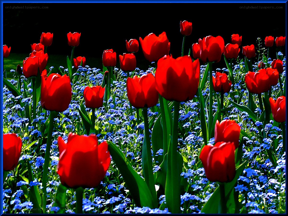 Red tulips with blue flowers