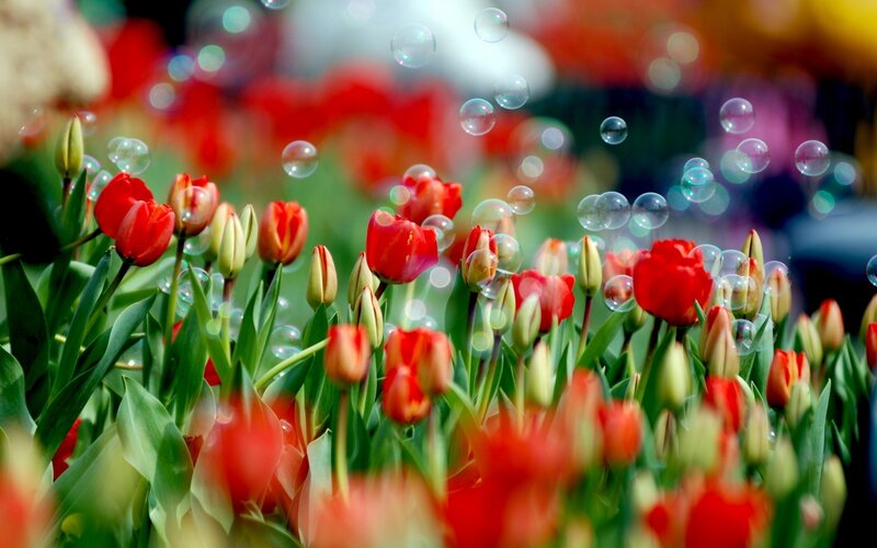 Red Tulips with Bubbles — Photograph