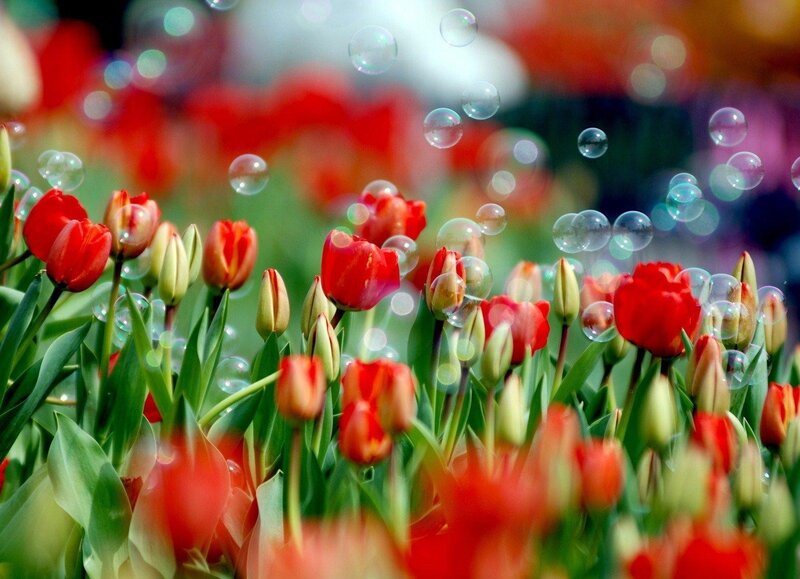 Red Tulips with Bubbles — Playful, Spring, Photograph, Green Leaves, Flower Buds, Green, White