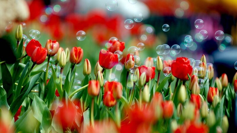 Red Tulips with Bubbles — Playful, Spring, Photograph, Green Leaves, Flower Buds