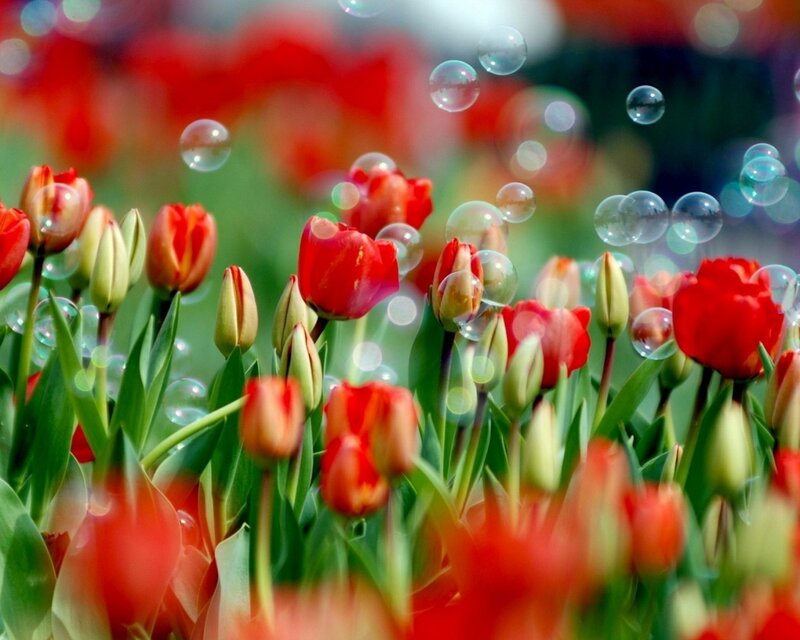 Red Tulips with Bubbles — Playful, Spring, Photograph