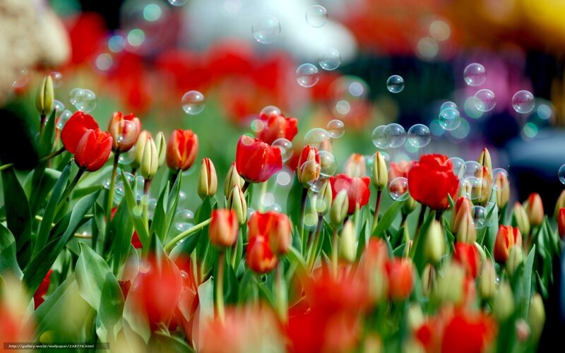 Red tulips with bubbles