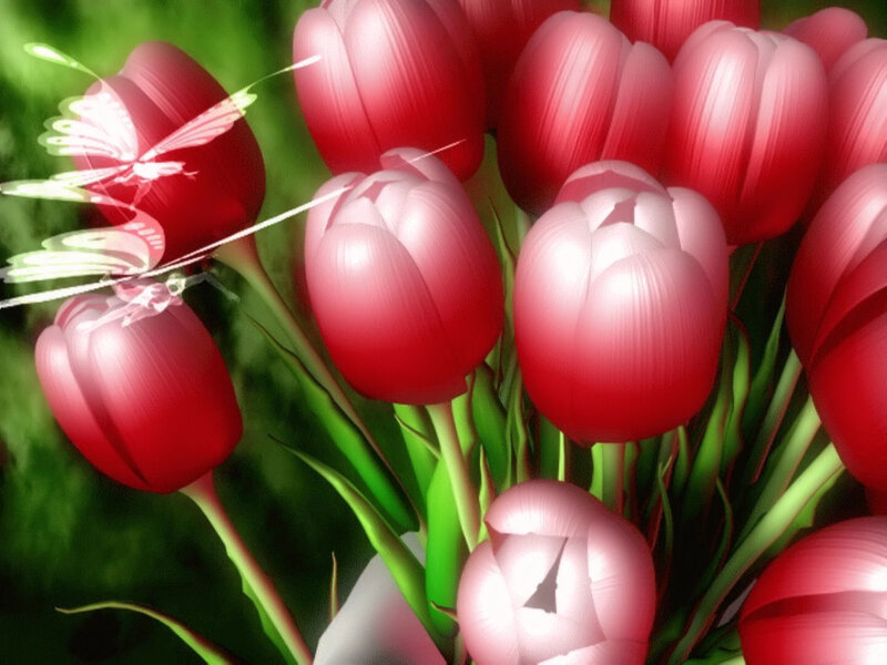 Red Tulips with Butterflies — Serene