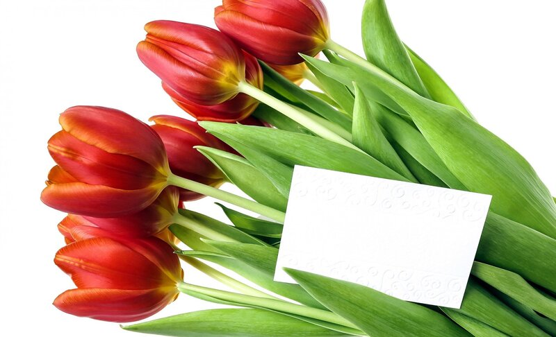 Red Tulips with Card — Calm, Photograph, Green Leaves