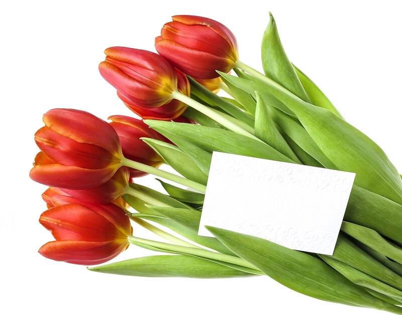 Red Tulips with Card — Calm, Photograph