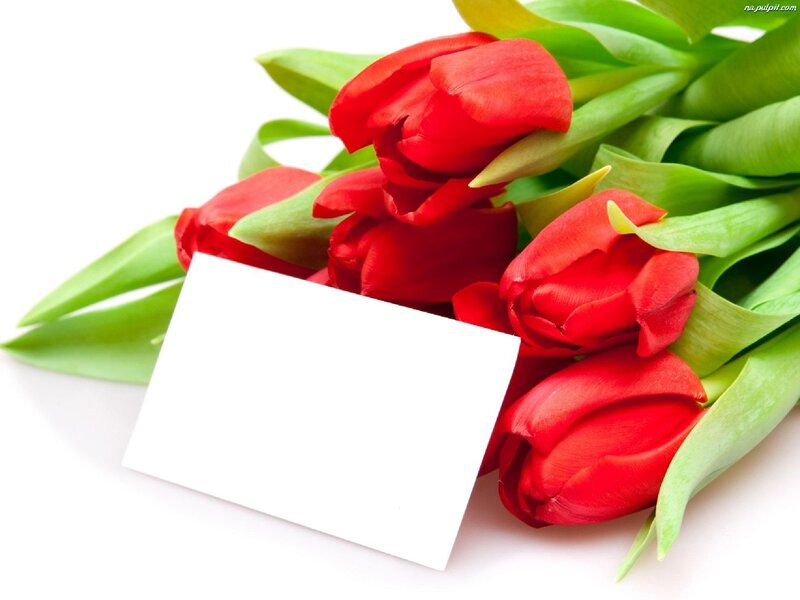 Red Tulips with Card — Calm