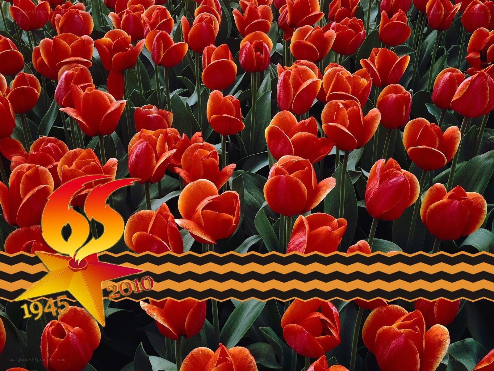 Red tulips with commemorative graphic