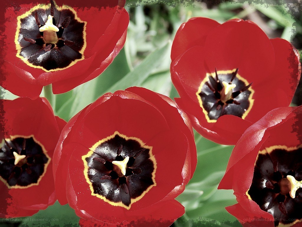 Red tulips with dark centers
