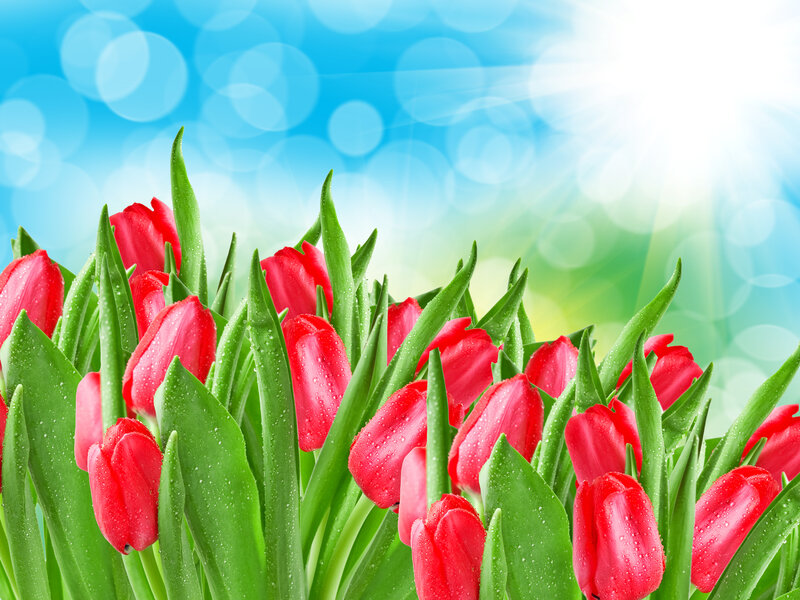 Red Tulips with Dew — Bright