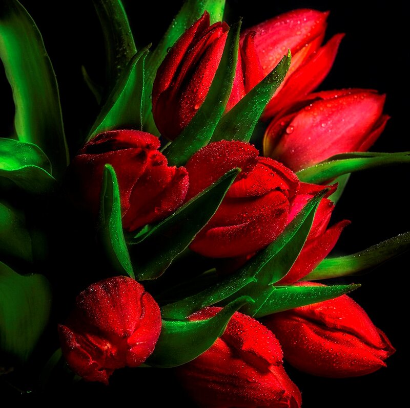 Red Tulips with Dew — Dramatic, Photograph