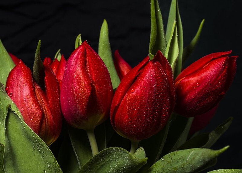Red Tulips with Dew — Dramatic