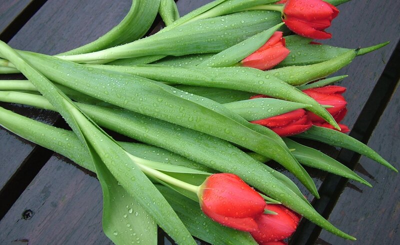 Red Tulips with Dew — Fresh, Morning, Photograph, Green Leaves