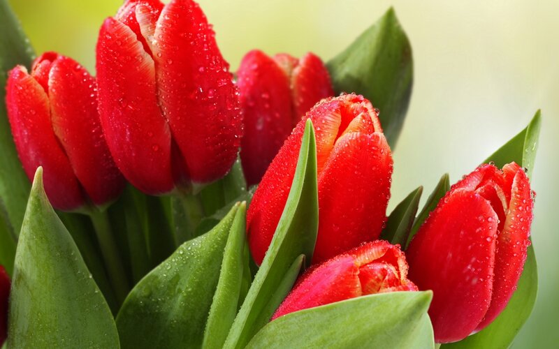 Red Tulips with Dew — Fresh, Morning, Photograph