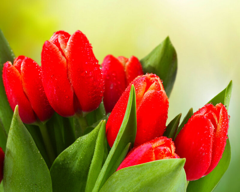 Red Tulips with Dew — Fresh, Morning