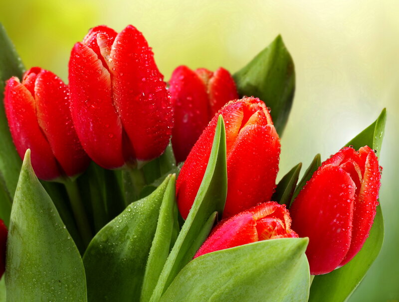 Red Tulips with Dew — Fresh