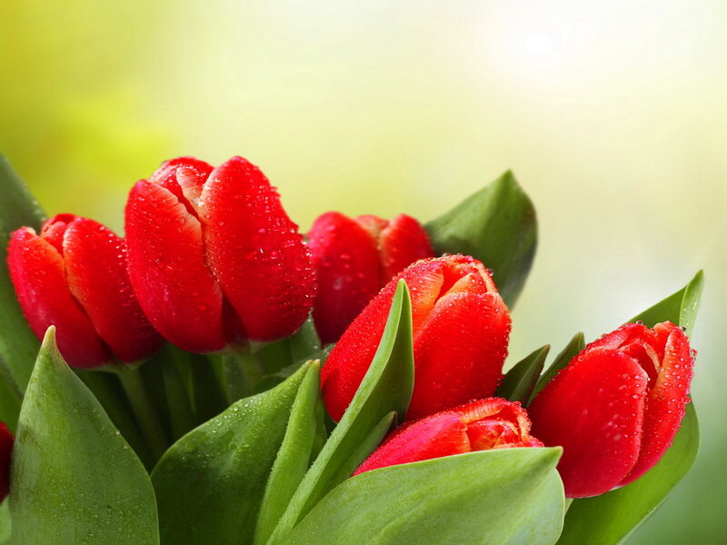 Red Tulips with Dew