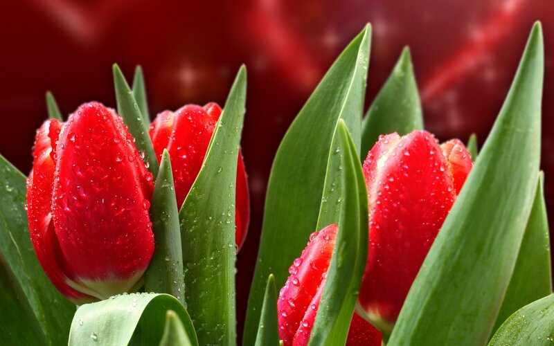 Red Tulips with Dew — Vibrant