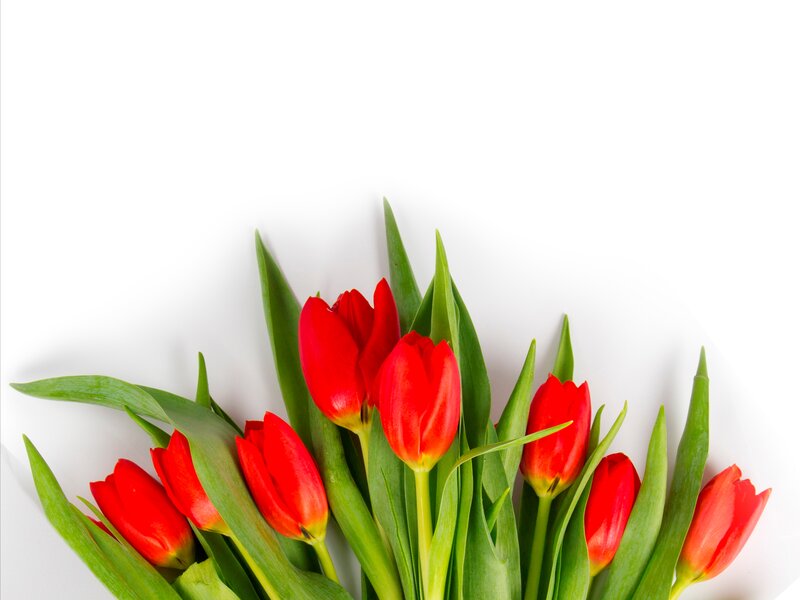 Red Tulips with Green Leaves — Calm