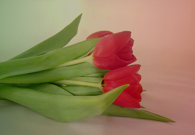 Red tulips with green leaves