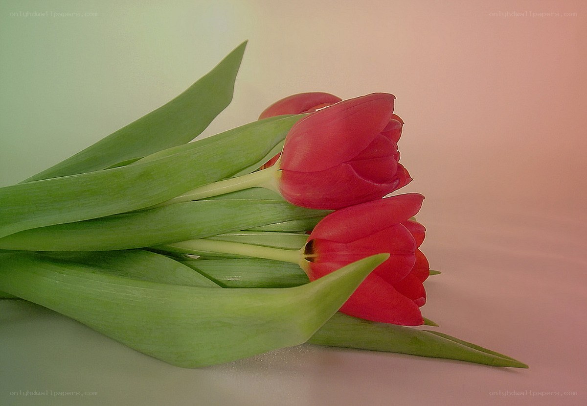 Red tulips with green leaves