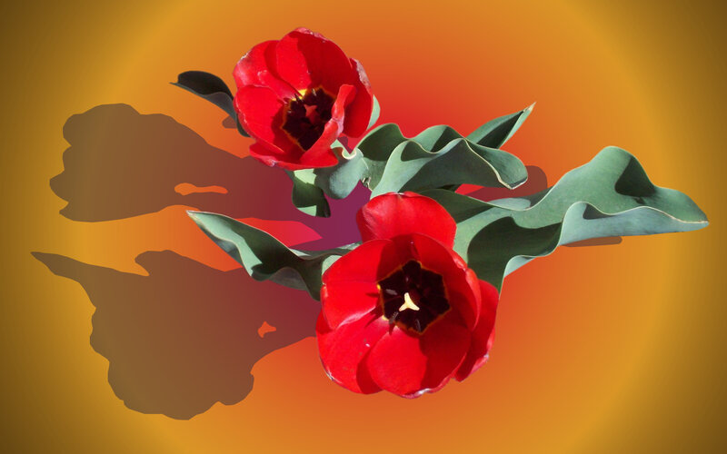 Red Tulips with Leaves