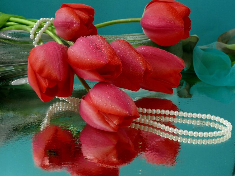 Red Tulips with Pearls — Calm, Photograph