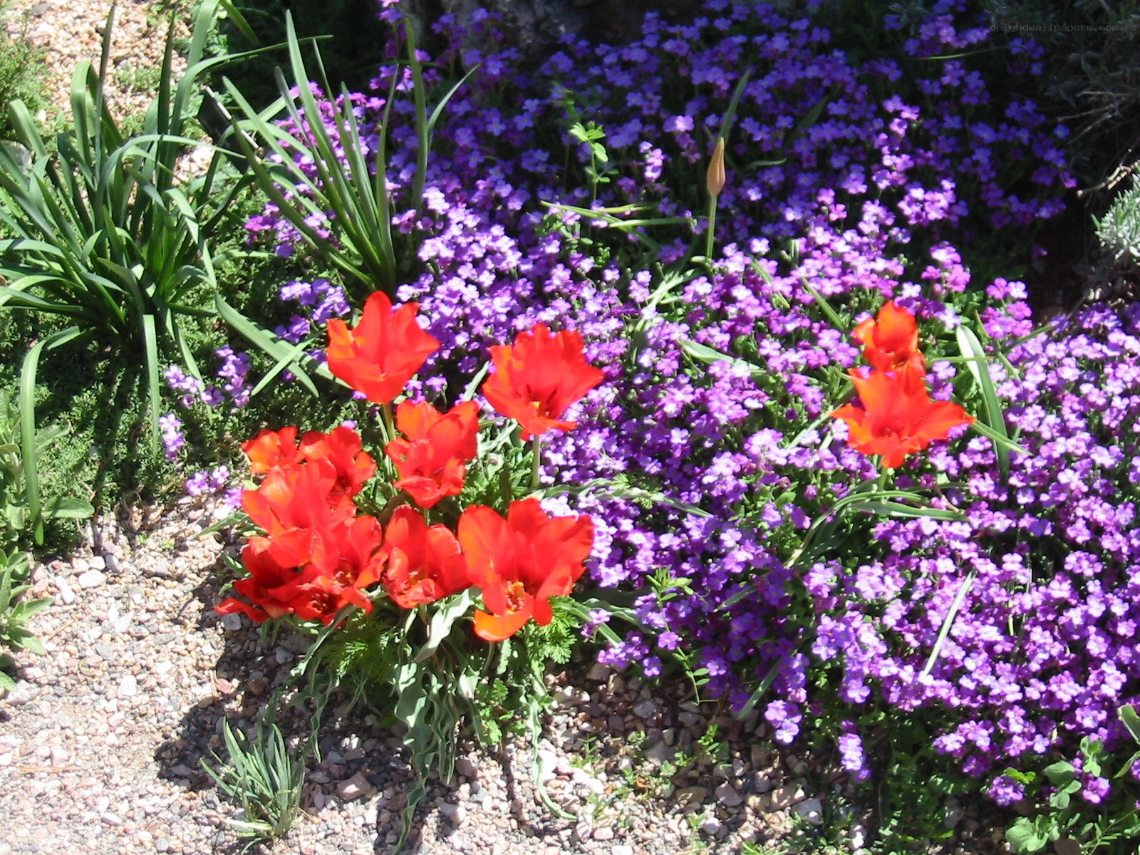 Red tulips with purple flowers