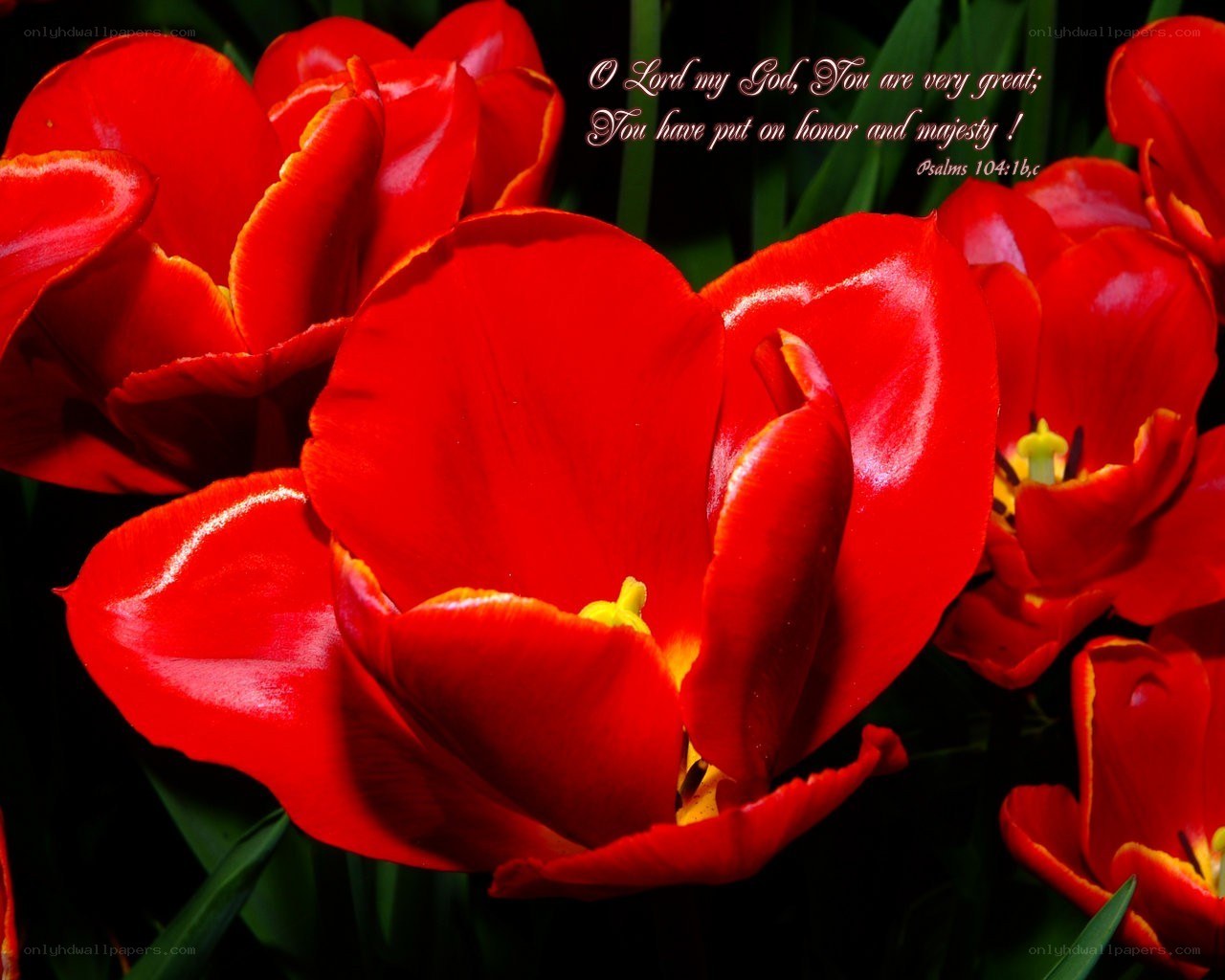 Red tulips with scripture