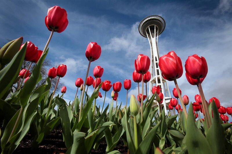 Red tulips with Space Needle